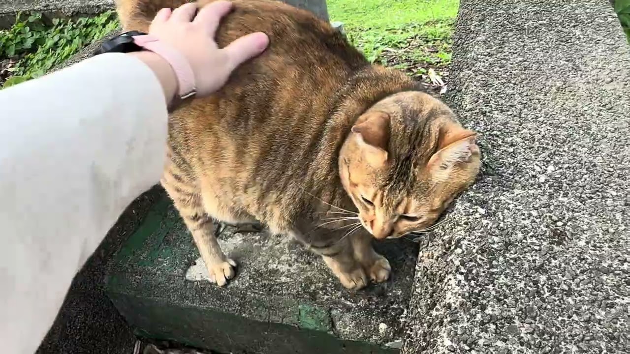 This Cat Is TOO Sweet!  ｜ 撒嬌貓咪