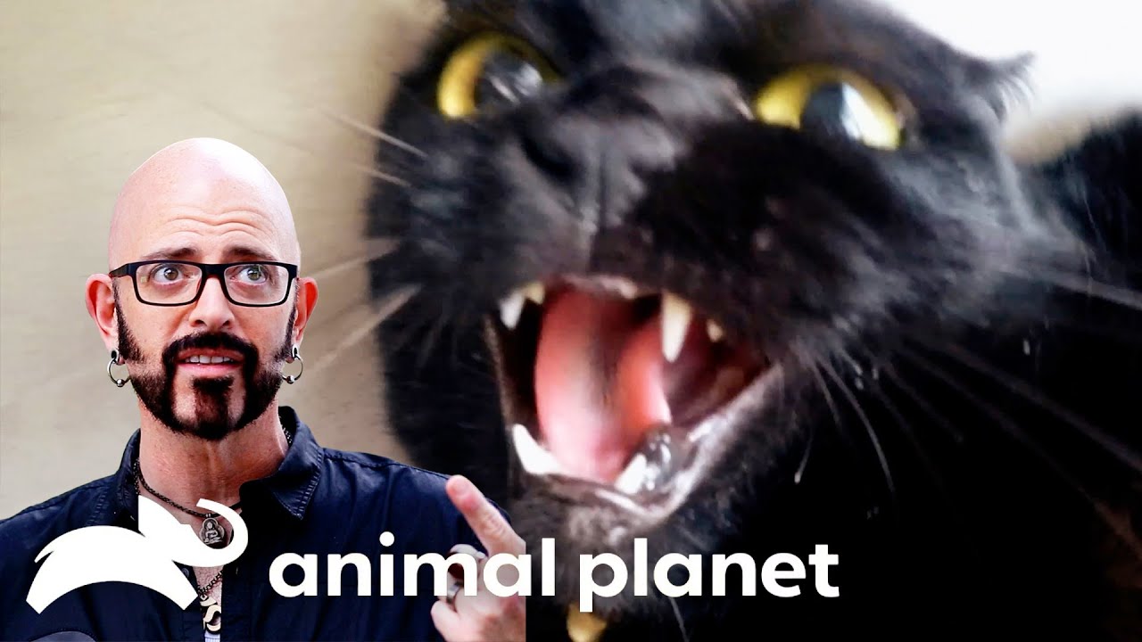 SEASON 8's MOST Misbehaved Kittens | My Cat From Hell | Animal Planet