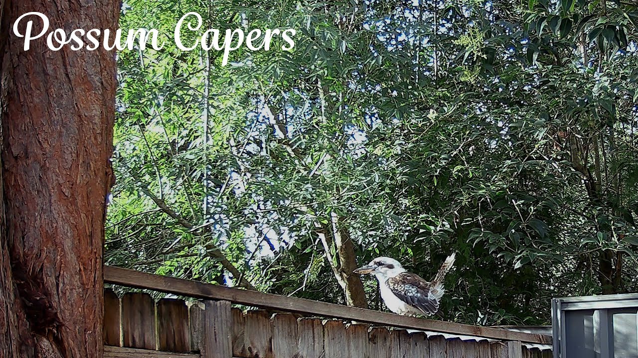 Another Kookaburra Visit