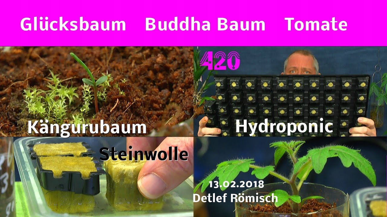 Besondere Pflanzen in der Anzucht / Exotische Bäume heran ziehen