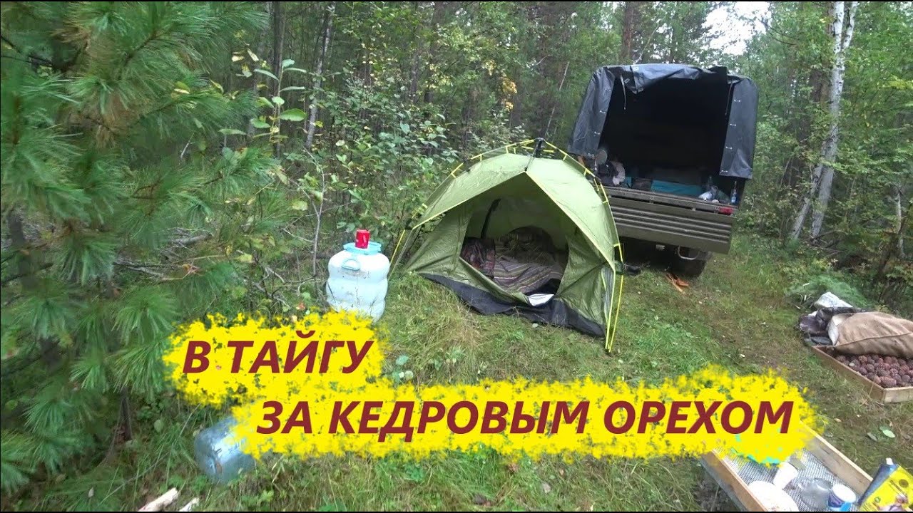 три дня таежной жизни... в тайгу за кедровым орехом