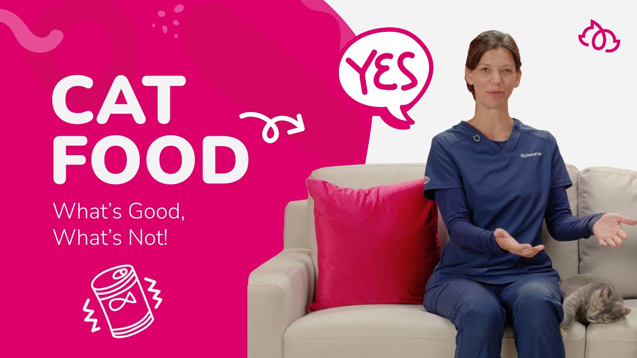Decoding Cat Nutrition: Expert Insights for a Healthy Feline Diet
