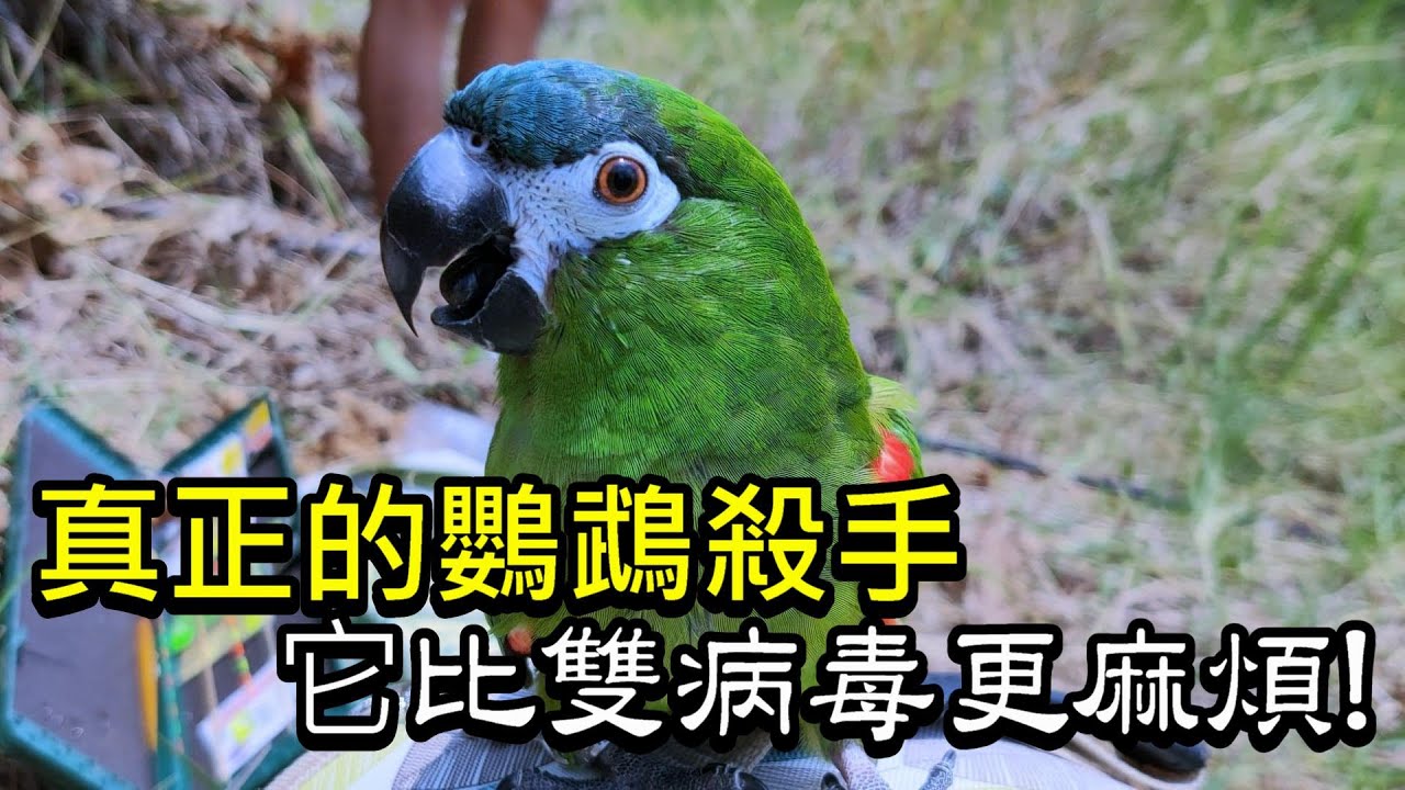【屈原之天下鳥事】比雙病毒更致命！真正的鸚鵡殺手The real parrot killer,more deadly than double viruses