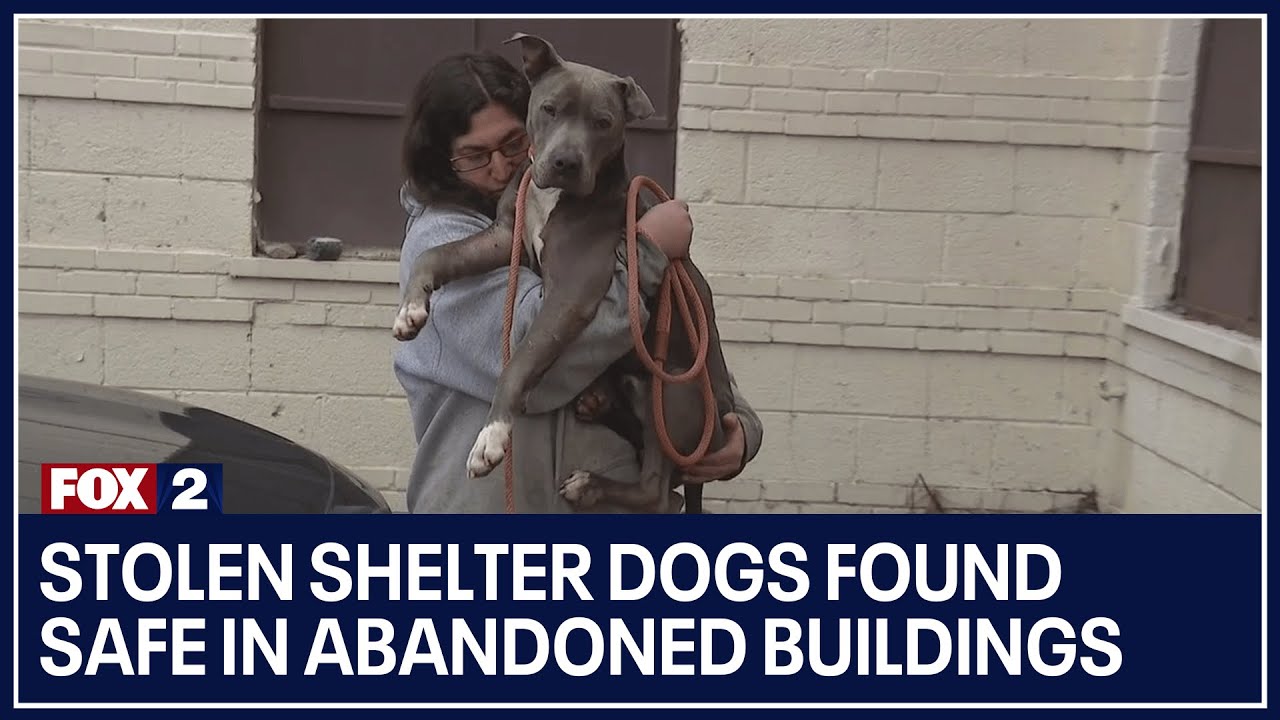 Stolen shelter dogs found safe in abandoned buildings