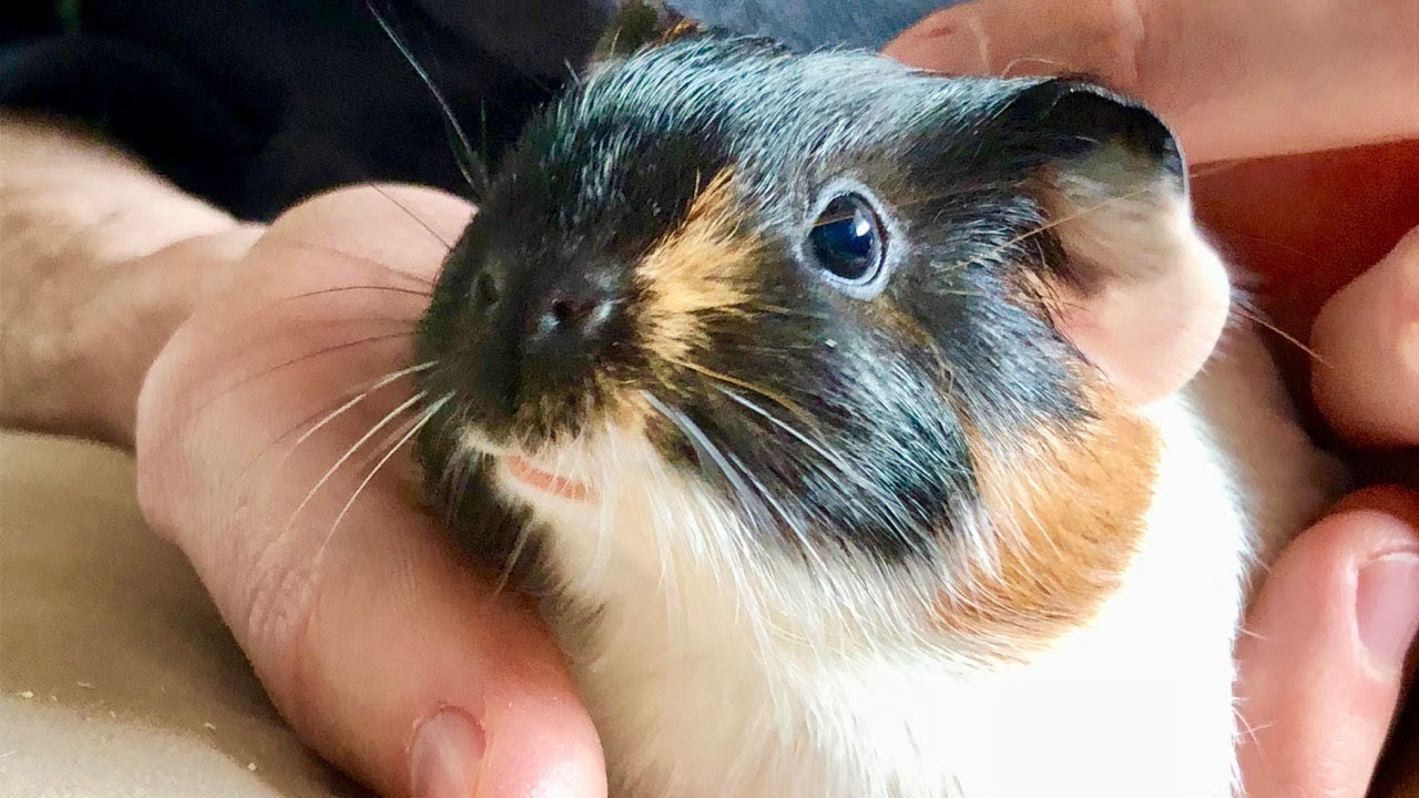 Видеоблог: Как приготовить детеныша морской свинки и как его зовут?