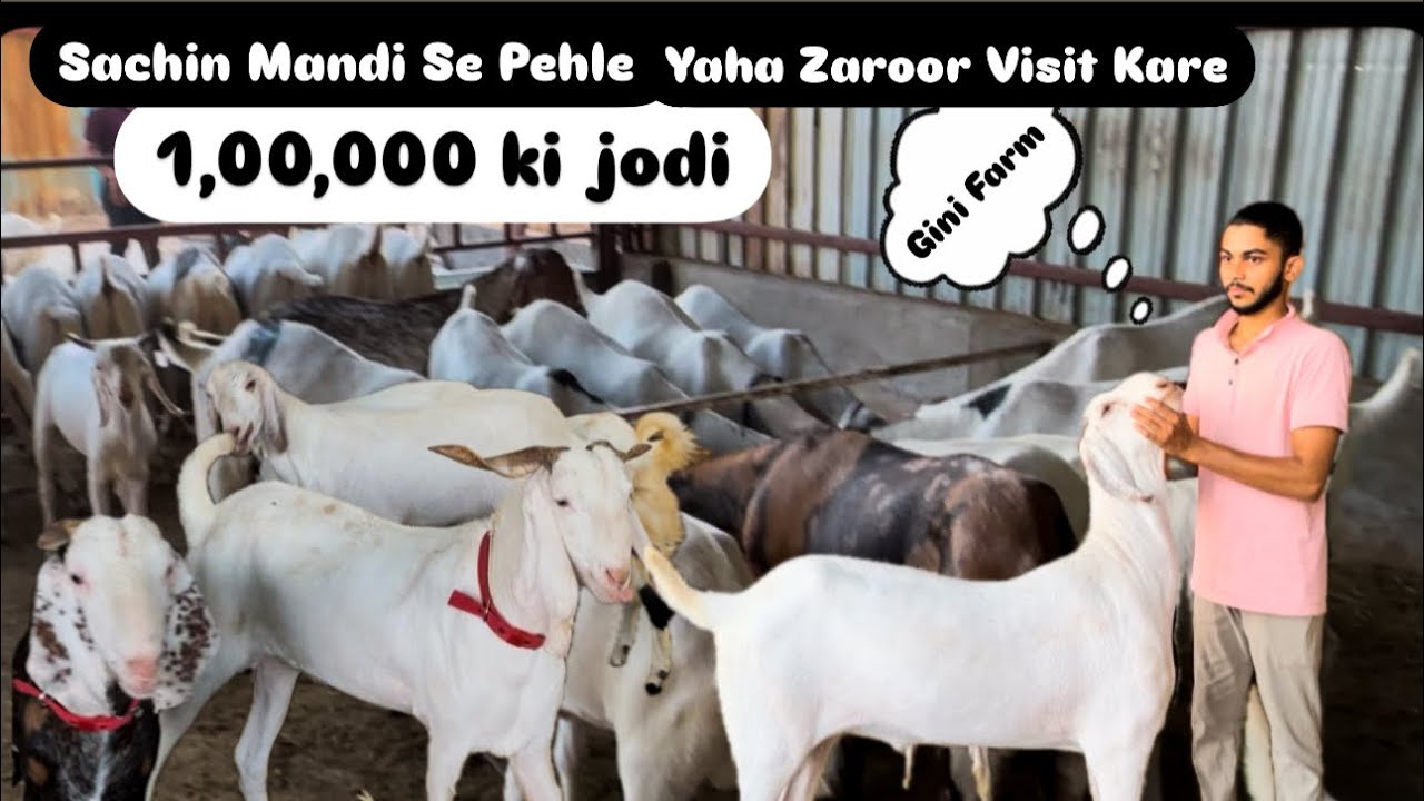 Sachin Bakra Mandi se pehle yaha Visit Kre / 25,000 se 1,00,000 tak ke bakre / #bakramandi2025