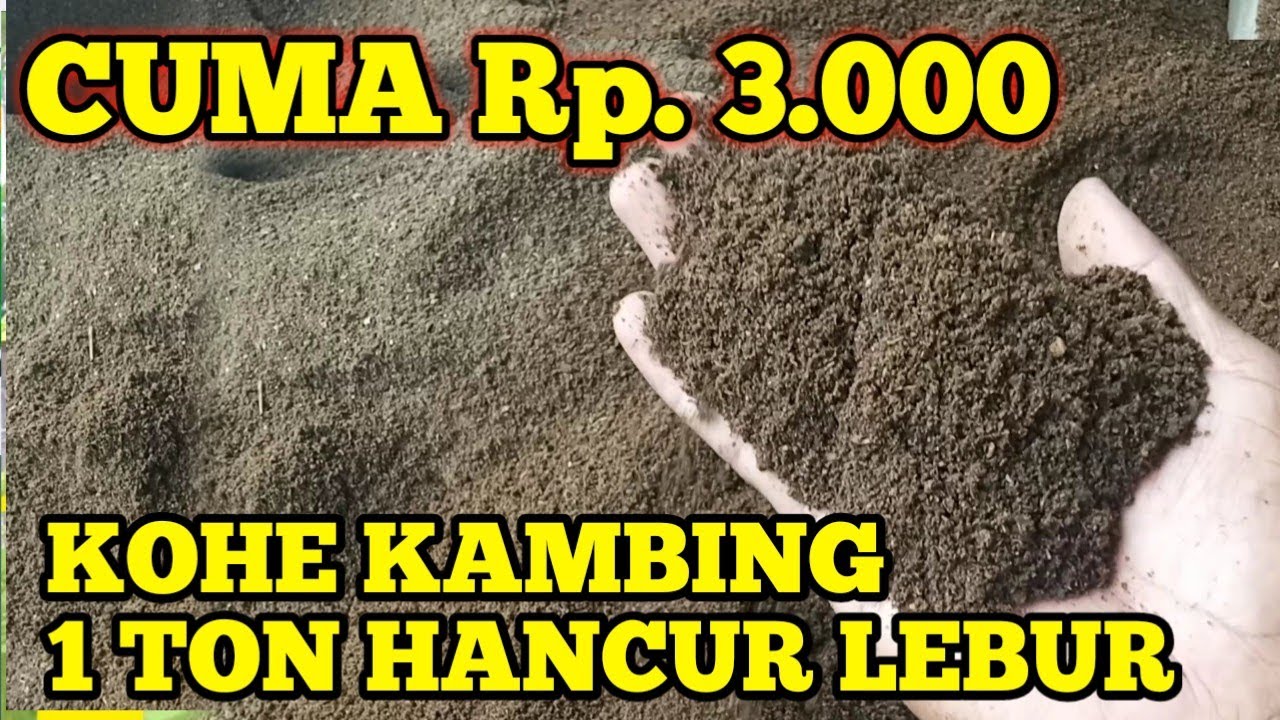 CARA MENGHANCURKAN KOHE KAMBING TANPA MESIN.