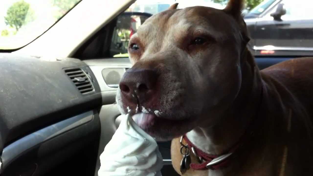 Pitbull likes McDonalds ice cream