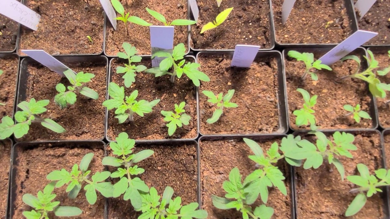 The First Seedling Tray Of 2026: More To Come