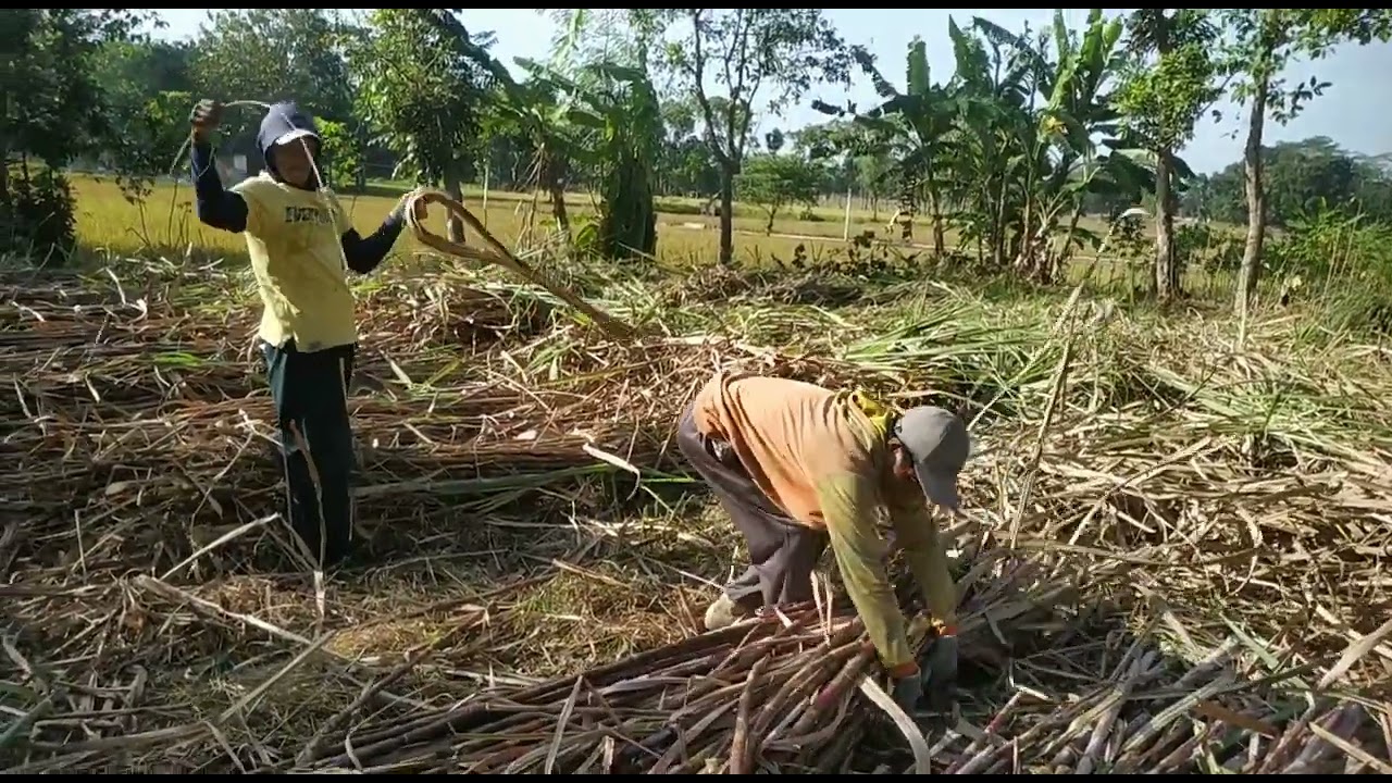 Penebang handal dan muat tebu ke dalam bak truk PART