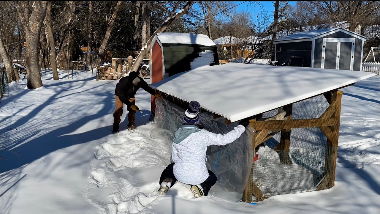 Winterizing a Chicken Run with Plastic Wrap