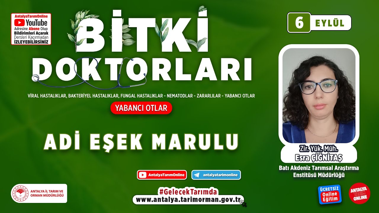 Bitki Doktorları 99 - Adi Eşek Marulu ( Sonchus oleraceus L. ) ve Mücadelesi