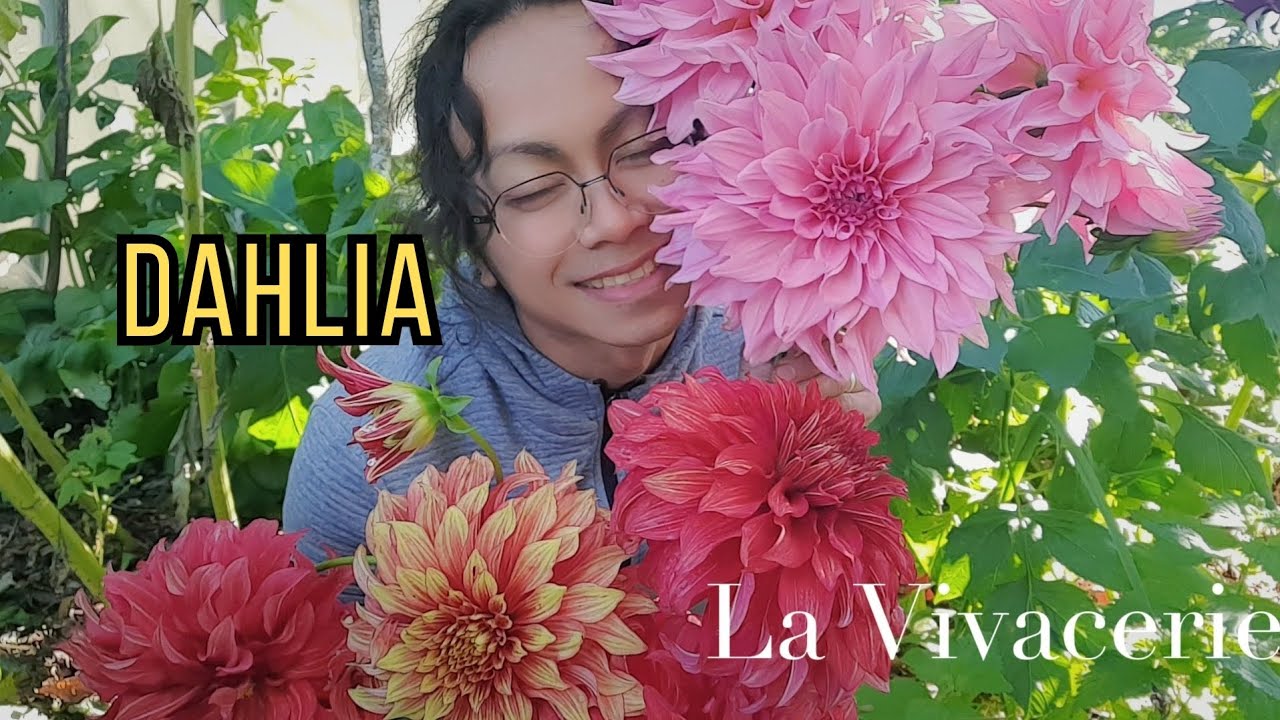 DAHLIA 101| Réussir le dahlia comme un jardinier amateur, tout savoir sur #dahlia #fleurs
