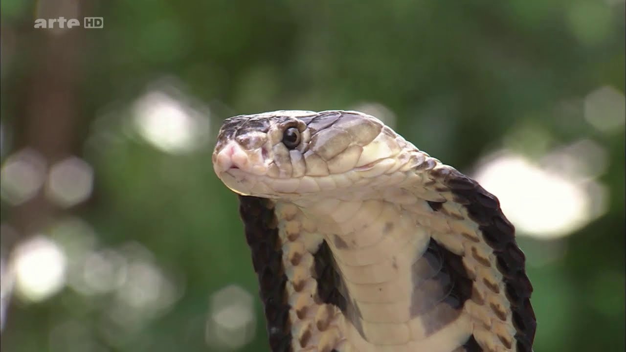 🐍 WIL️DLIFE - SERPENT ▶️ Le Monde Myst&eacute;rieux des Serpents
