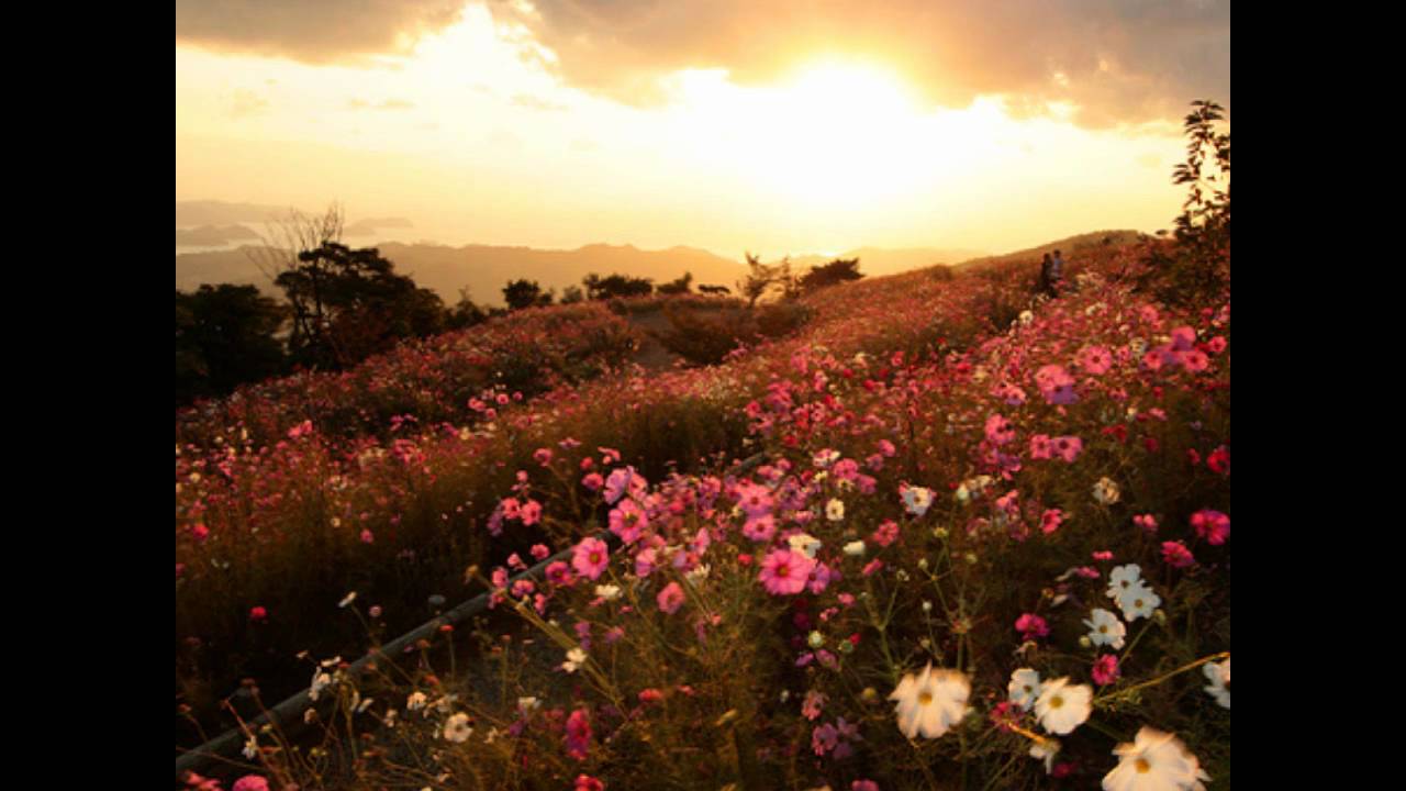 The Enchanted Web Woods: A DKC2 Remix