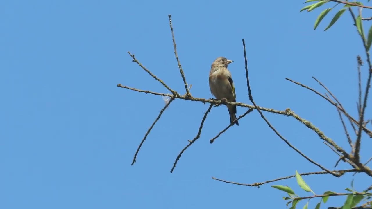 Pinto, Jilguero...... (Carduelis carduelis parva)