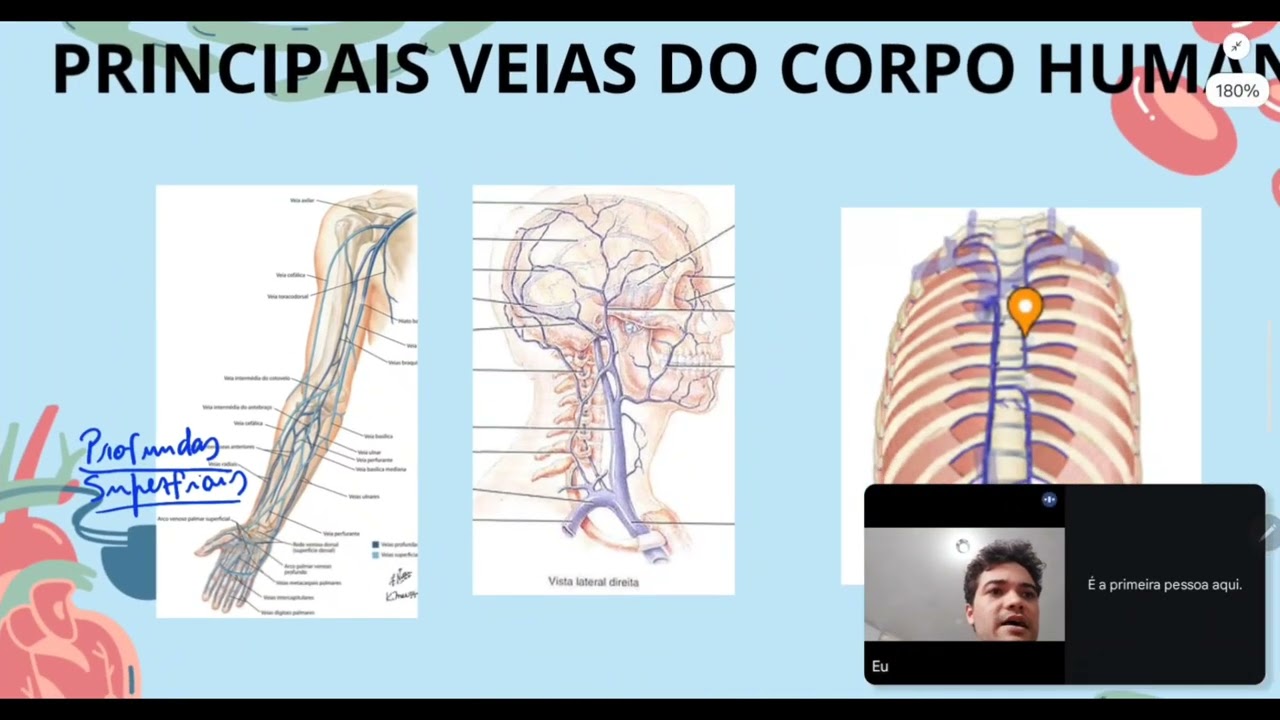 Principais veias do corpo humano.  @anatomiasimplificada