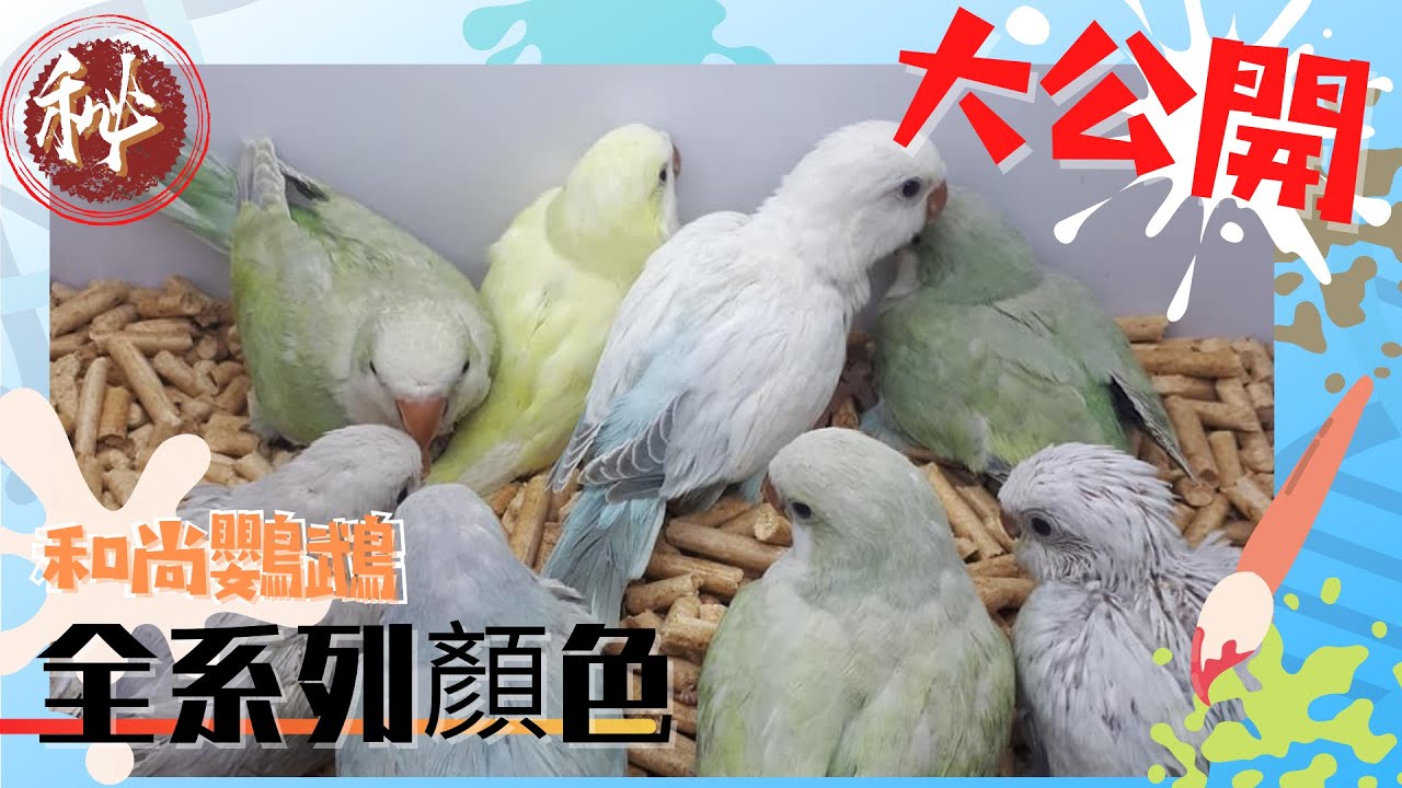 【屈原之天下鳥事】和尚鸚鵡。全系列顏色大公開Monk parrot. Full range of colors open to the public