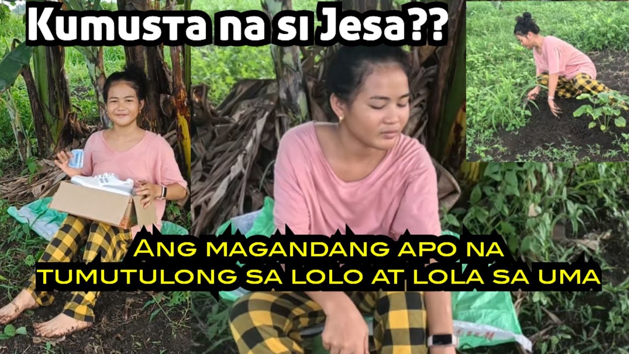 Isang magandang apo na walang kaarte arte tumulong sa lolo at lola sa uma ! Kumusta na Part 12