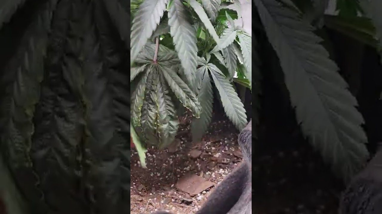 Zookies week 6 in Veg