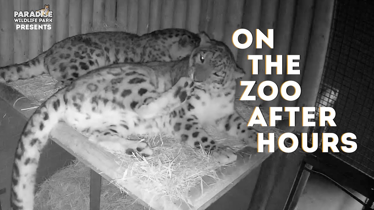 On the zoo after hours!