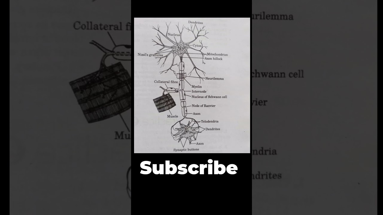 Structure of Nerve Cell or Neuron 🧠 