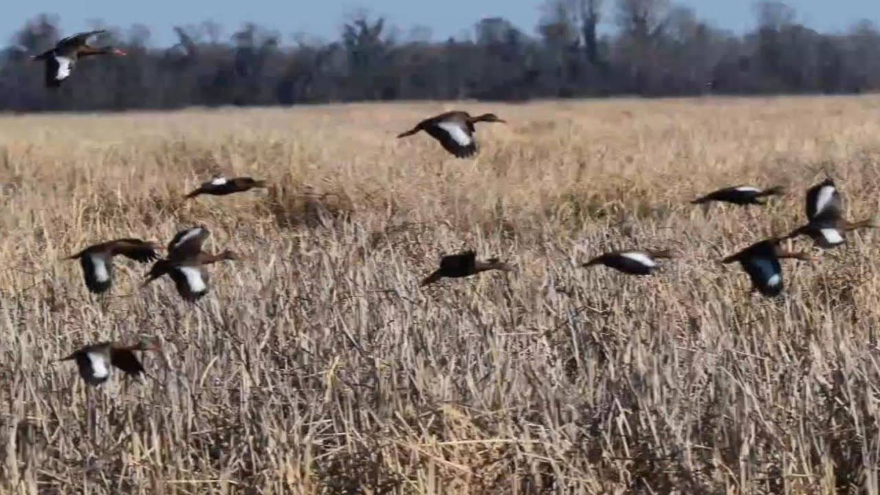 Short Wildlife Stories from the Refuge.  March 2025.