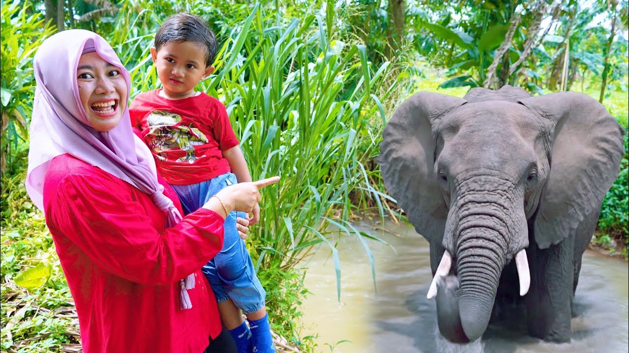 VIRAL‼️GAJAH BESAR MANDI DI KALI 🐘AZAM SAMPAI DISEMBUR AIR