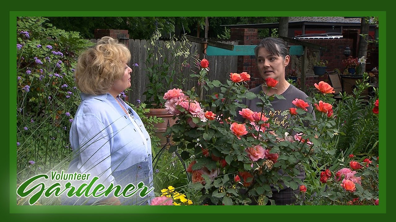 Pretty Plant Combinations and Stunning Blooms | Volunteer Gardener