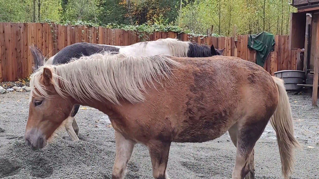 horses play in sand pile for the first time.