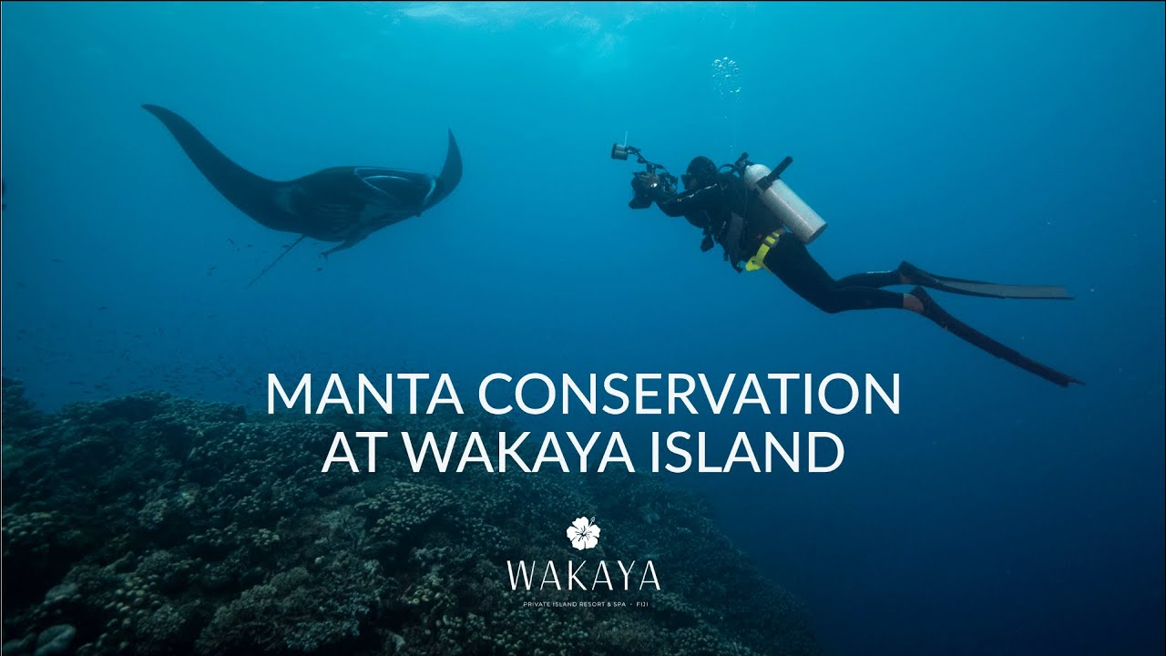 Manta Conservation at Wakaya Island | Mantas in Fiji