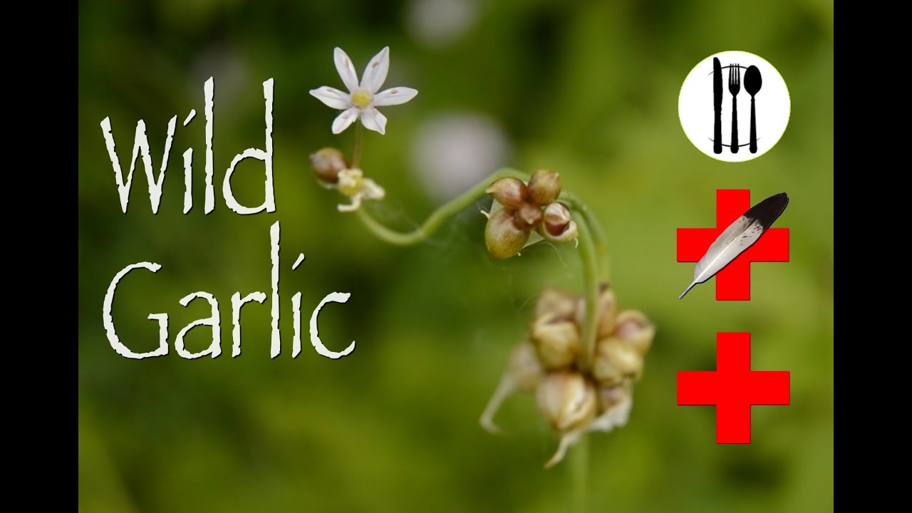 Wild Garlic: Edible & Medicinal