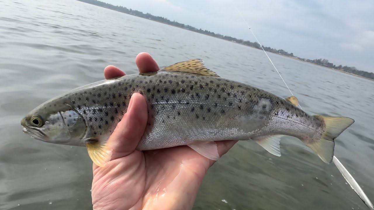 Epic Fishing on Denmark’s East Coast, Sea Trout & Garfish Action!