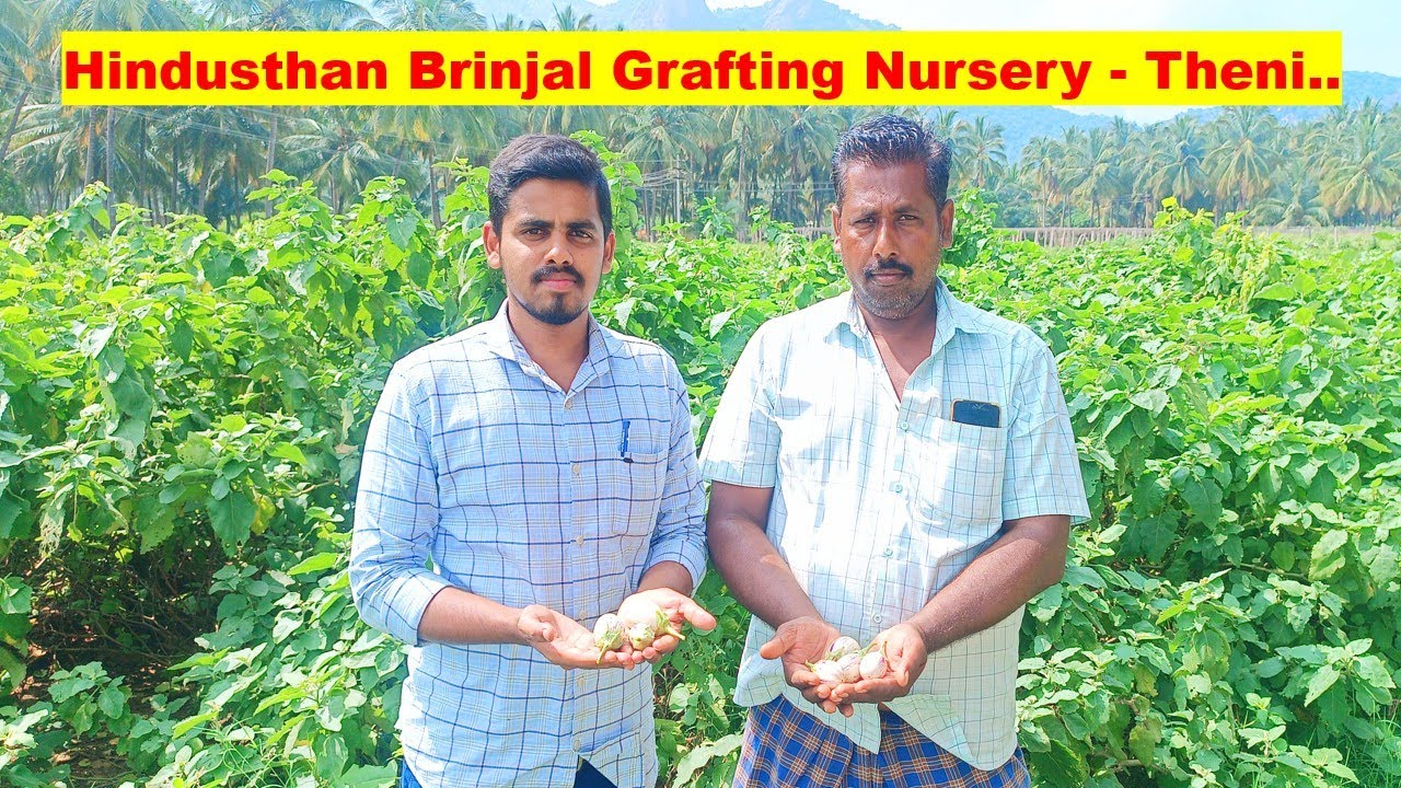 வருடம் முழுவதும் லாபம் தரக்கூடிய கத்தரி நாற்று Mr.Ramesh - 9585706969