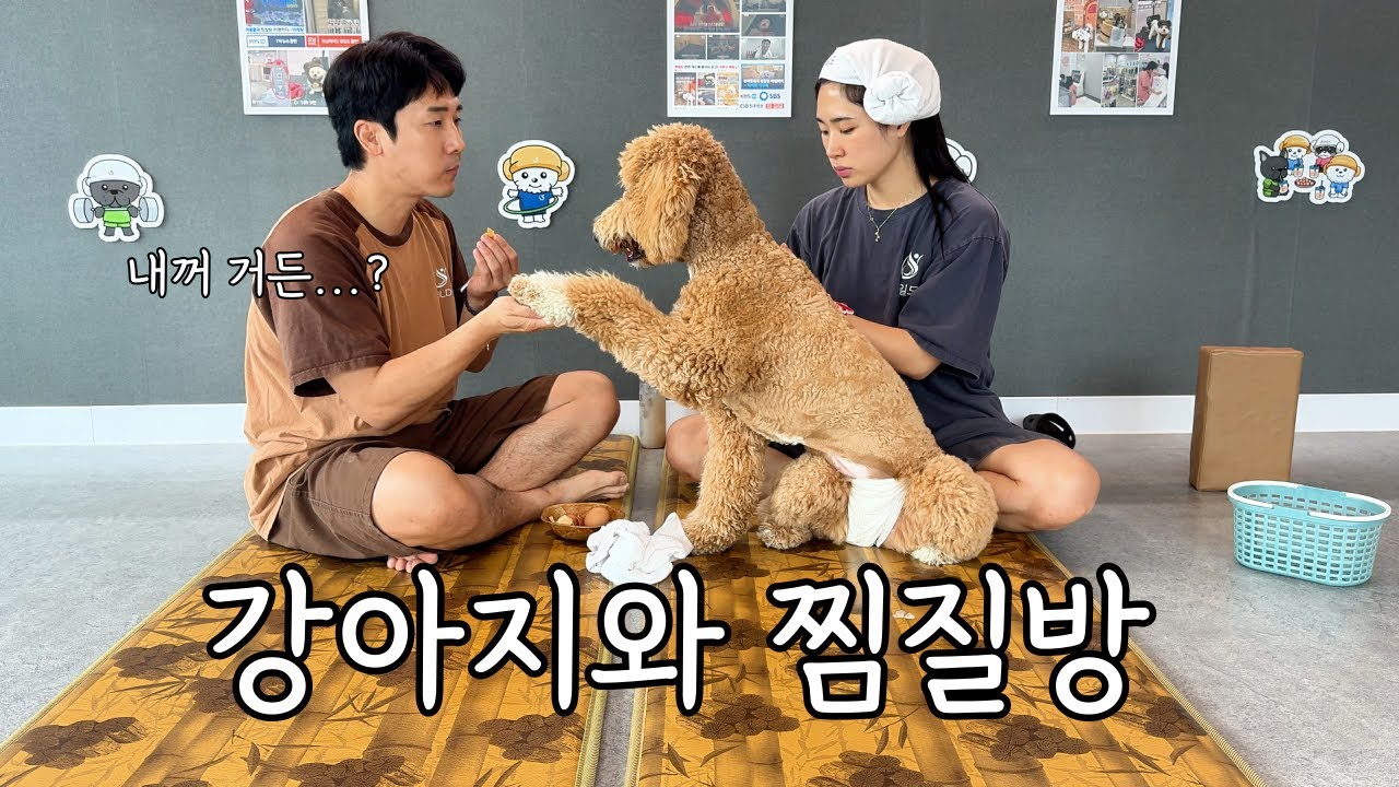 스탠다드푸들과 첫 찜질방 산책(?) 강아지도 땀 빼는 시대가 왔다♨️ | 강아지브이로그