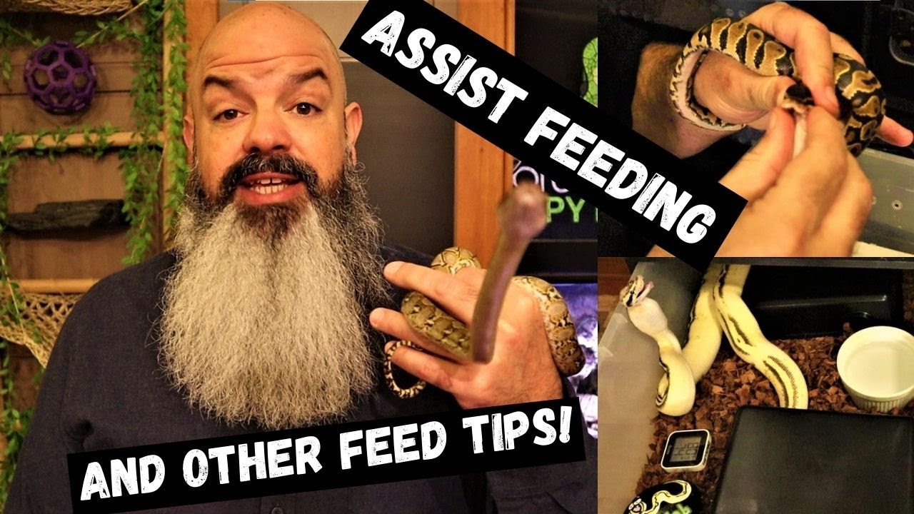 How to Assist-Feed a Snake: Plus other feeding tips!