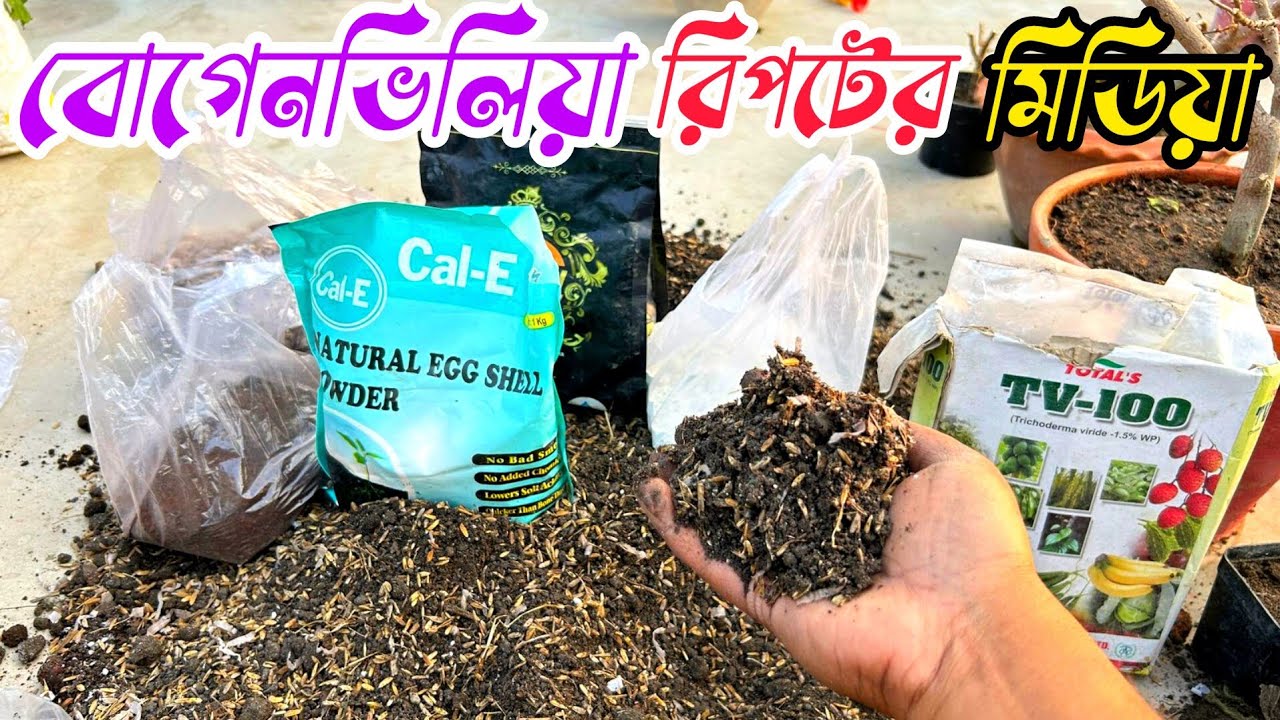 বাগানবিলাস (Bougainvillea) রিপটের জন্য মাটি তৈরী করলাম - এই ভাবে মাটি তৈরি করলে গাছ ভর্তি ফুল আসবে