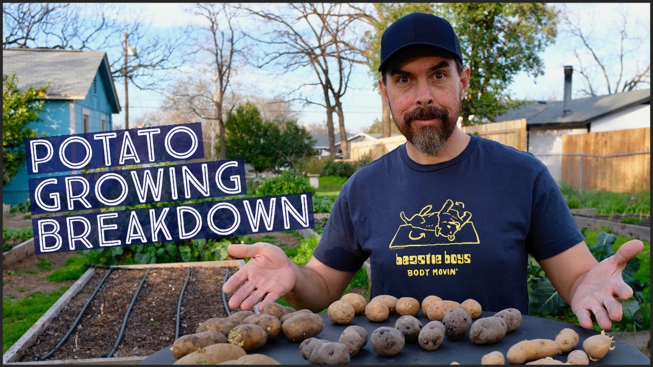 HOW TO PLANT POTATOES IN A RAISED GARDEN BED