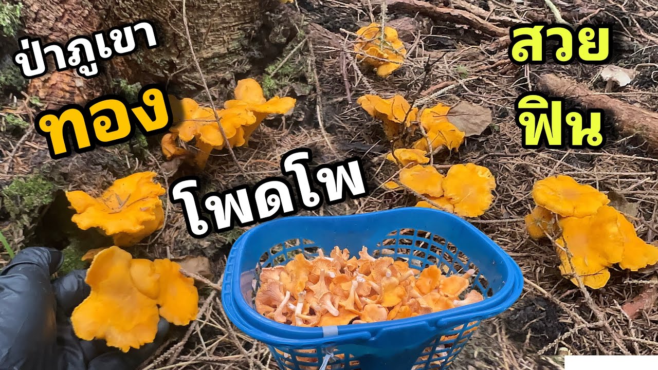 ป่าภูเขาทอง 2/4 มาถึงจุดเห็ดมันปู ยังทองสีเหลืองทอง เก็บรอบที่ 5 ของปี ยังเยอะอยู่เลย