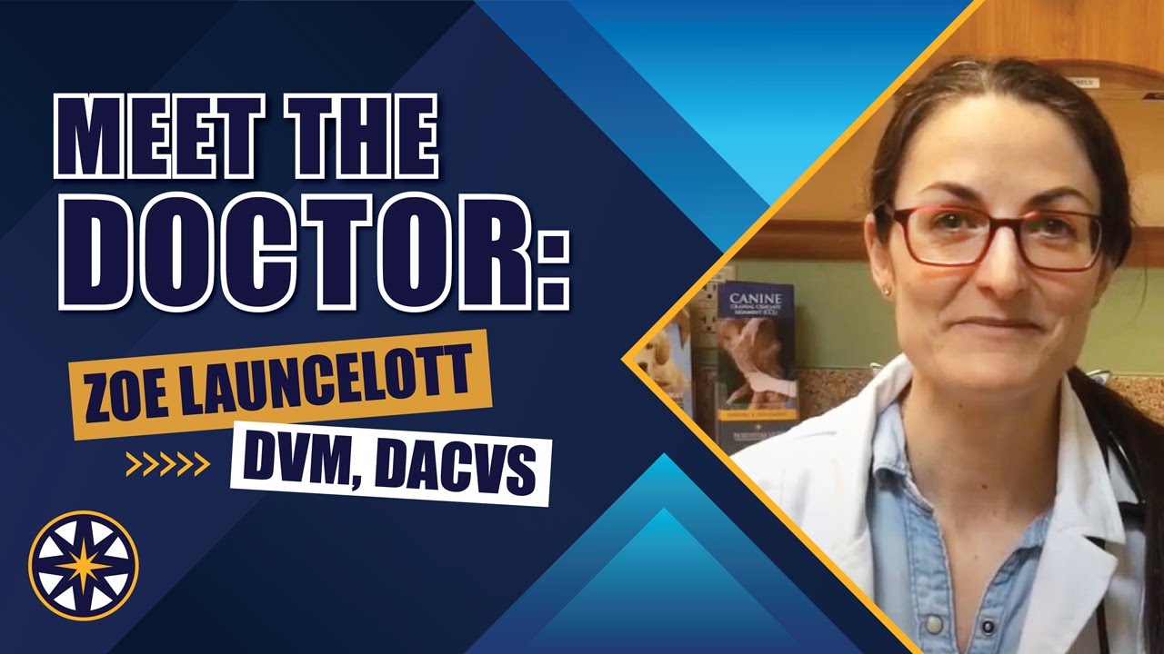 Meet the NorthStar VETS Team: Zoe Launcelott, DVM, DACVS