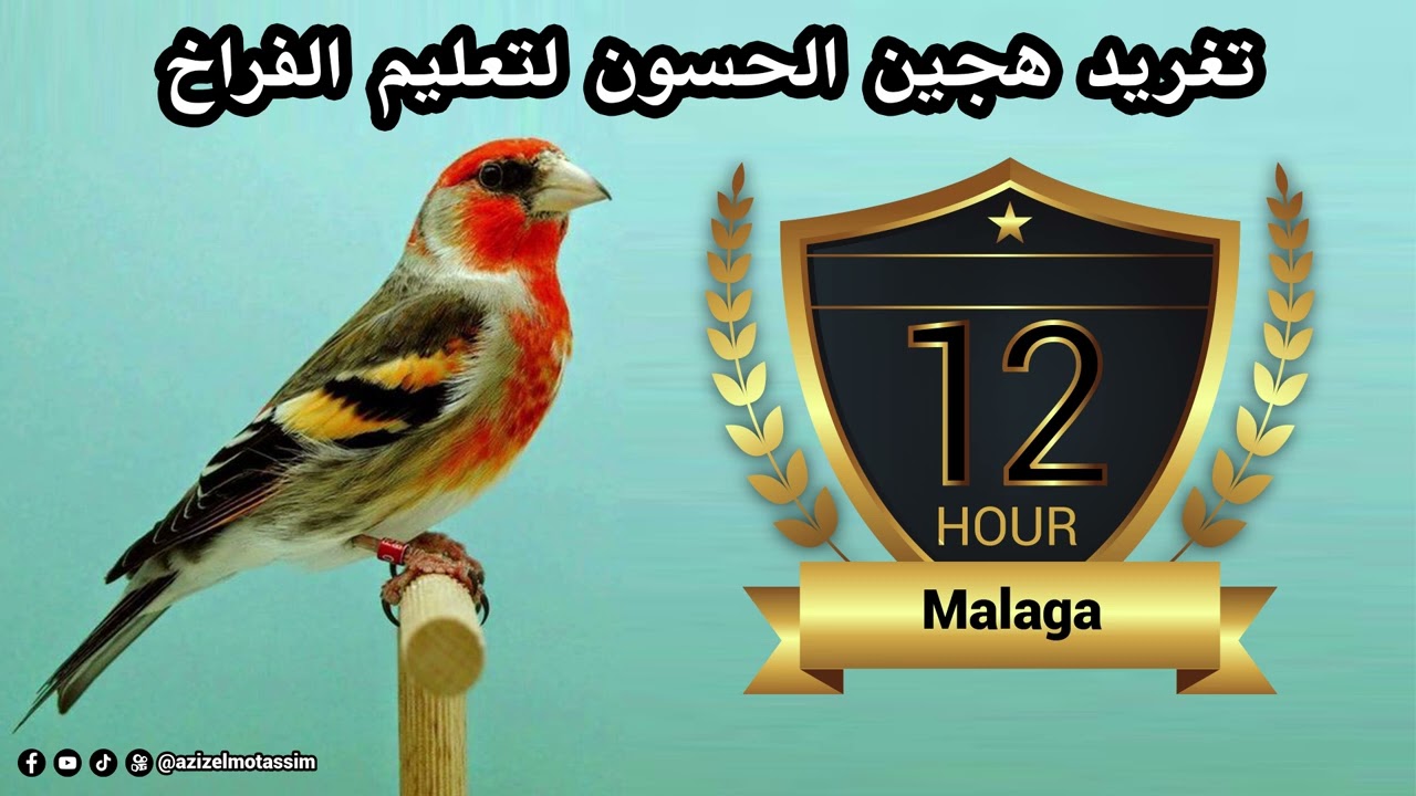 تغريد هجين الحسون لتعليم الفراخ