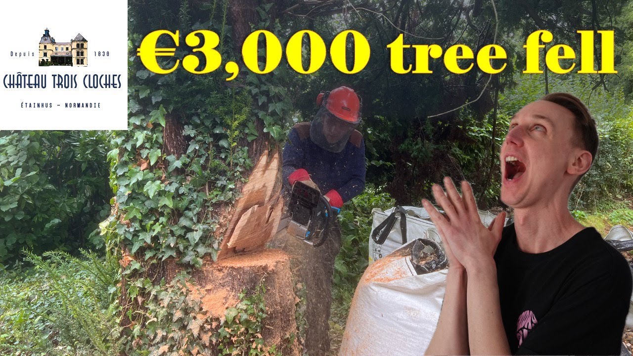 TREE FELLING - We had to take down this Tree!