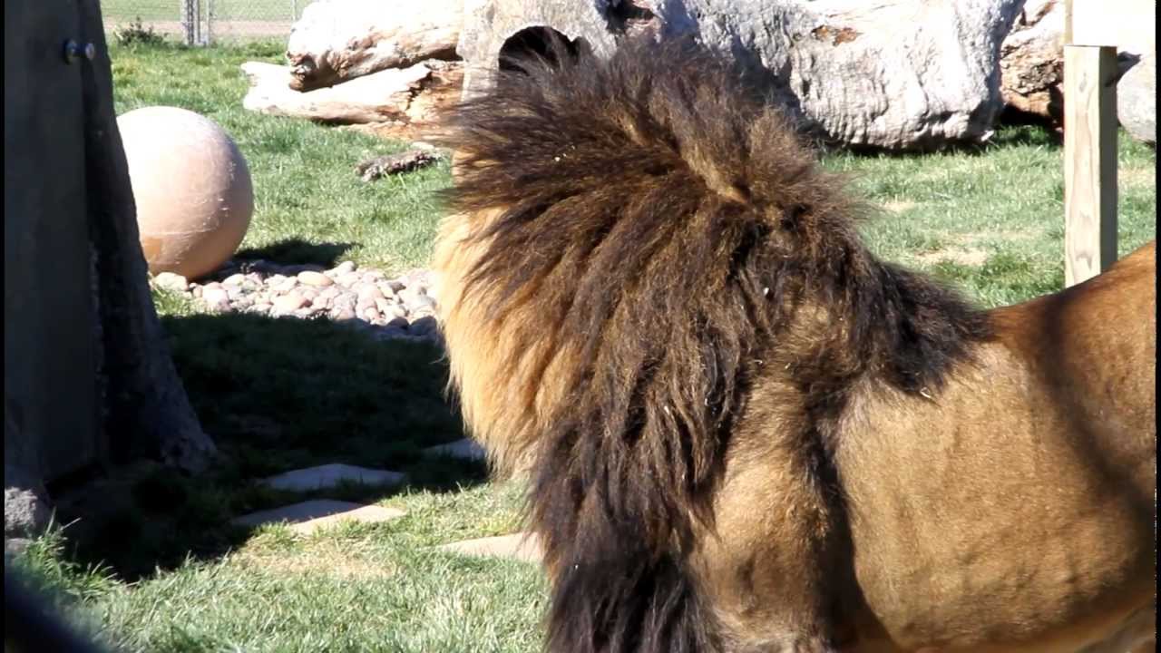 Male Lion King marking his territory