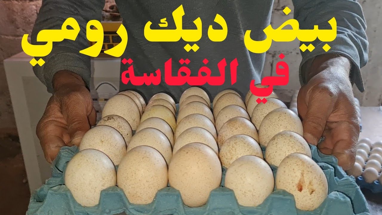 تفقيس البيض البيبي او ديك الرومي داخل الفقاص