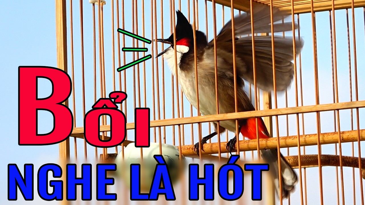 Kích Chào Mào Hót Ché/ Kích Chào Mào Bổi Hót Đấu Mới Nhất / 100% Căng Lửa / Nghe Là Phải Đấu