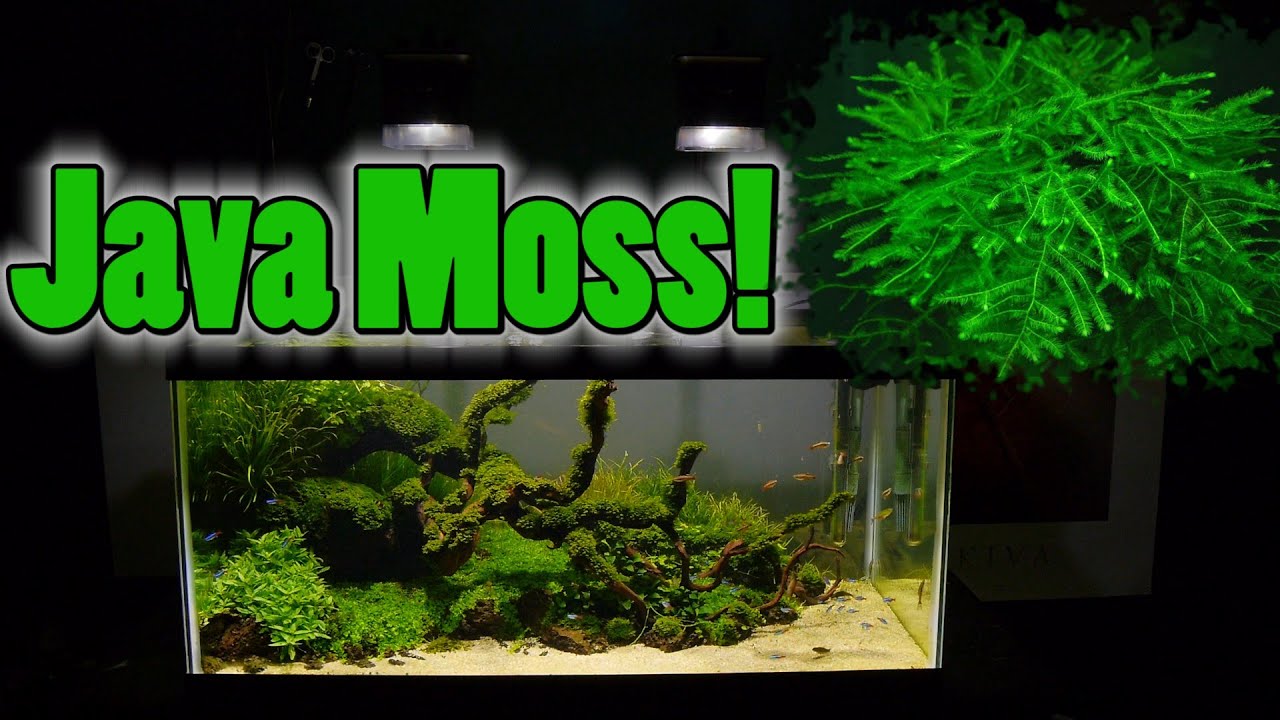 How To Grow Aquarium Moss & Liverwort: Java Moss part 3