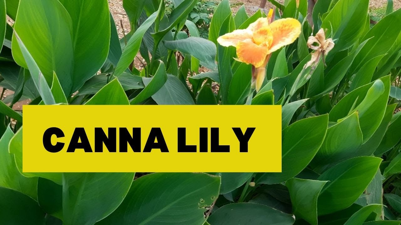Canna Lily Care | How to Grow and Care Canna Lily Plants
