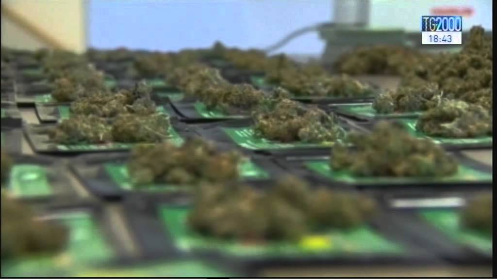 I danni che provoca la marijuana spiegati dal farmacologo Silvio Garattini
