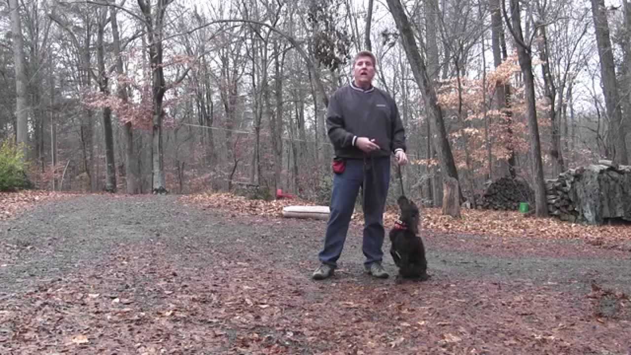 Abel - Boykin Spaniel Puppy Training - Greensboro NC