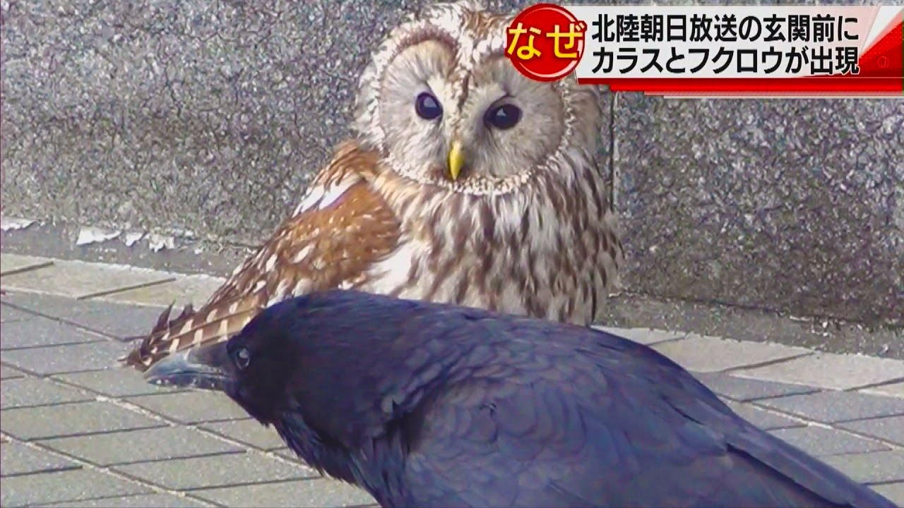 カラスとフクロウが北陸朝日放送に出現